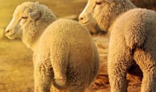 羊尾是什么（男生羊尾是什么）