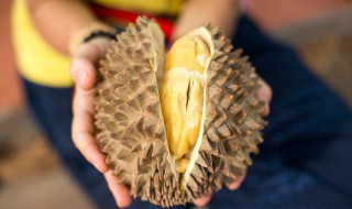 带壳榴莲怎么保存 带壳榴莲怎么保存最好