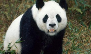 大熊猫的特点有哪些 大熊猫的特点有哪些文字