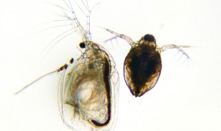 鱼虫对什么（鱼虫对什么山川对什么）