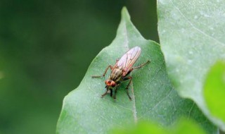 灯光下的小飞虫怎么消灭（灯光下的小飞虫怎么消灭它）