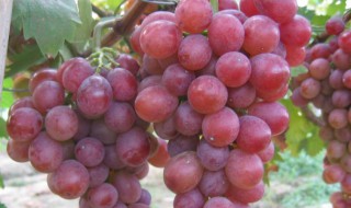 乒乓球葡萄是什么品种 乒乓球葡萄是什么品种好