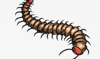 遇到蜈蚣怎么处理方法（遇到蜈蚣怎么处理方法图片）