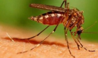 虫为什么喜欢灯光（虫为什么喜欢灯光照射）