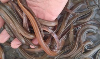 黄鳝要不要开水烫一下