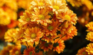 干菊花里面的小黑虫怎么去掉 干菊花里面的小黑虫怎么去掉图片