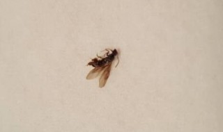 大水蚁怕蚊香吗（大水蚁用蚊香有用吗）