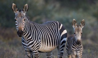 黑白皮毛的动物有哪些（黑白颜色皮毛的动物有哪些）