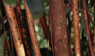 桂花的树皮是桂皮吗（桂皮是不是桂花树皮?）