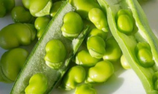 嫩蚕豆如何保存（嫩蚕豆如何保存最好）