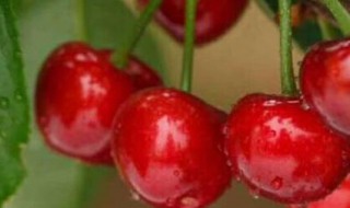 樱桃可以寄快递吗 樱桃可以寄快递吗樱桃摘回来放了一天还能快递吗?