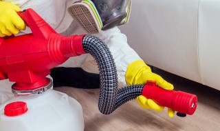 厨房很多小飞虫怎么办（厨房有很多小飞虫怎么办）