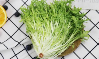 菊苣在农村叫什么（菊苣是怎么种的）