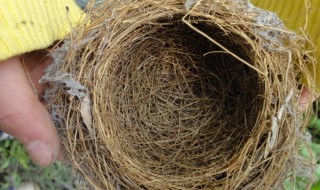 鸟窝的形状是什么（鸟窝的形状是什么意思）