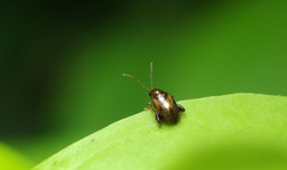 晚上灯光下好多小虫子怎么解决 灯光下小虫子太多了怎么办