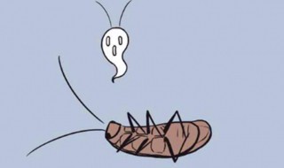 宿舍床上有蟑螂怎么办（宿舍床下有蟑螂怎么办）