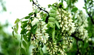 梦见槐花开满树是什么意思 梦见槐花开满树是什么意思还有好多蜜蜂