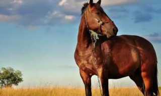 属马什么颜色最吉利（78属马什么颜色最吉利）