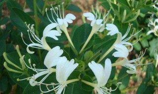 家里栽金银花不吉利（家里栽金银花不吉利是迷信吗?）