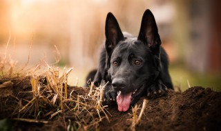 养黑狗吉利吗 养黑狗吉利吗视频