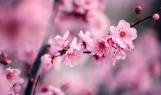 家里养梅风水不吉利 家里养梅风水不吉利怎么破解