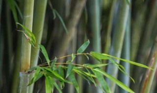 门前有竹子吉利吗（门前有竹子吉利吗风水好吗）