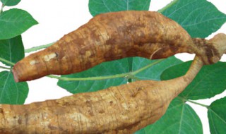 葛根粉防虫方法（葛根粉长虫了怎么办）