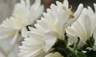 上坟家人不在同一天上坟有讲究吗 上坟家人不在同一天上坟有讲究吗请问