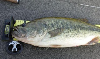 怎么挑选鱼（怎么挑选鱼胶好坏）