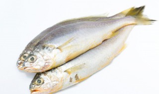 鱼怎么挑选（银龙鱼怎么挑选）