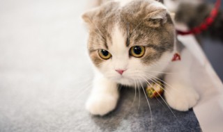 家里进猫代表什么预兆（家里进猫代表什么预兆 是凶还是吉）