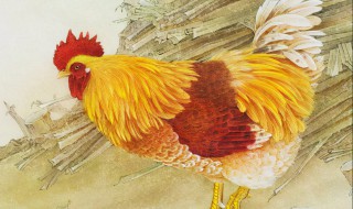 家里进鸡代表什么预兆（梦见家里进鸡代表什么预兆）