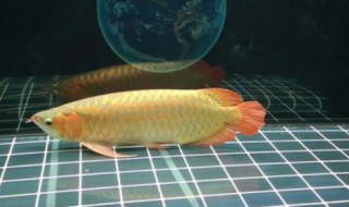 金龙鱼喂食什么最好（金龙鱼怎么喂食最好）