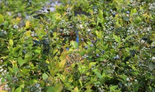 蓝莓用什么土壤种植好 蓝莓种植适合什么土壤