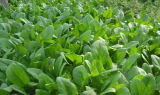 菠菜种植为什么要浸种 种菠菜要浸种吗