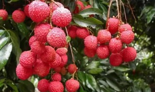 荔枝吃不完怎么保存 荔枝吃不完怎么保存冰箱