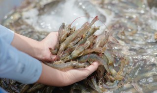 河虾可以放冰箱吗 河虾能放冰箱吗