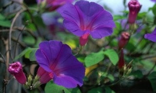 牵牛花要怎么养殖 牵牛花要怎么养殖呢