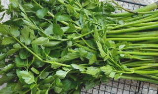 野生水芹菜可以吃吗（野生水芹菜可以生吃吗）