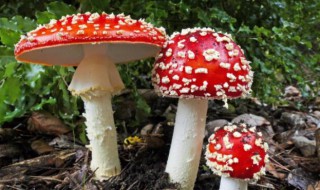 蘑菇什么样子不能吃（怎么样的蘑菇不能吃）