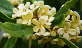 桂花可以放冰箱吗 桂花能放冰箱里吗