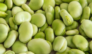 蚕豆可以放冰箱吗 蚕豆可以放冰箱吗夏天