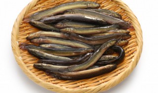 鳝鱼可以放冰箱吗（鳝鱼能放冰箱吗）