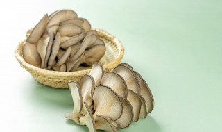 枞菌怎么保存到冬天 枞菌怎样保存和保鲜