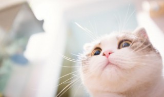 快递可以寄猫吗（京东快递可以寄猫吗）