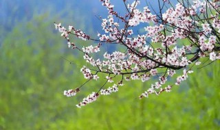 打春属龙（打春属龙的）