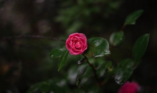 梦见各种花有什么寓意（梦见花是什么花）