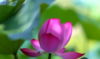 梦见荷花是什么寓意 梦见荷花有什么寓意