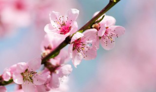 桃花别名 桃花别名叫什么