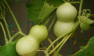 葫芦什么时候种（葫芦什么时候种最好 月份）